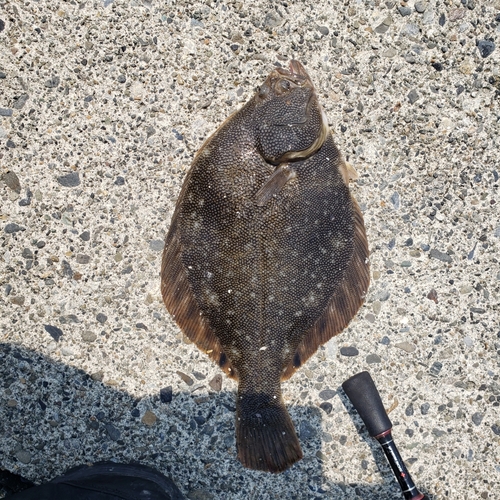 マツカワの釣果