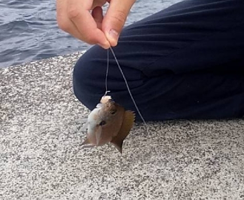 スズメダイの釣果