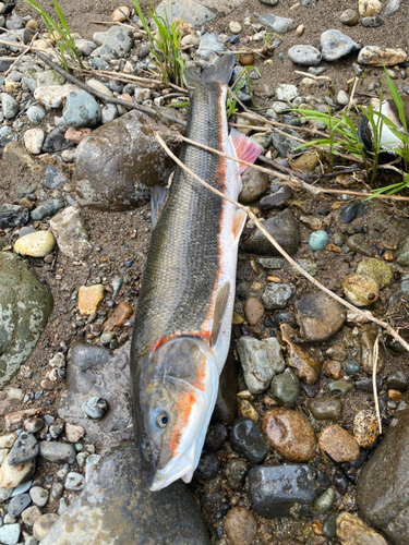 マルタウグイの釣果