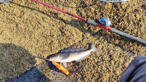 ホッケの釣果