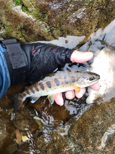 アマゴの釣果