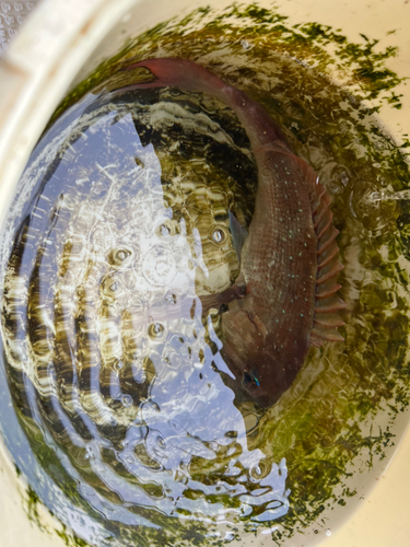 タイの釣果