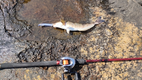 ホッケの釣果