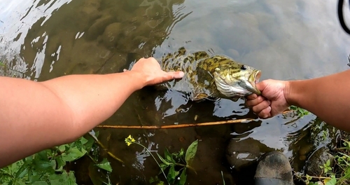 スモールマウスバスの釣果