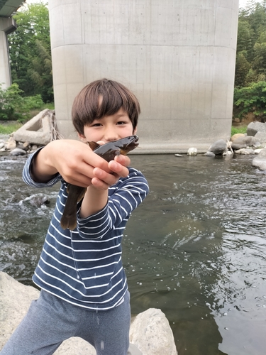 ナマズの釣果