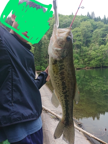 ブラックバスの釣果