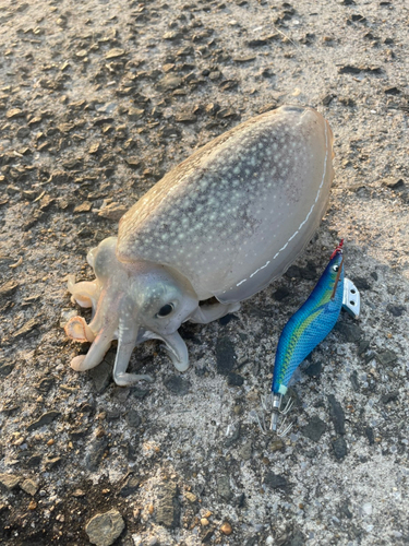 シリヤケイカの釣果