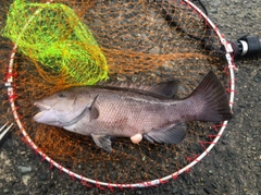 コブダイの釣果