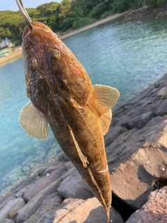 マゴチの釣果