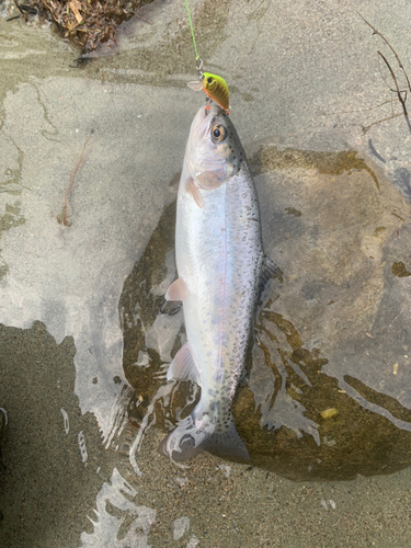 ニジマスの釣果