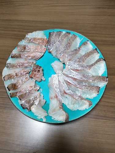 マハタの釣果