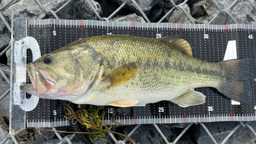 ブラックバスの釣果