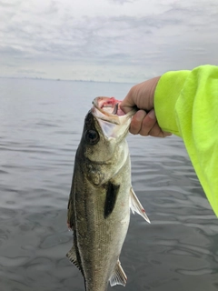 スズキの釣果