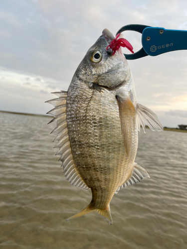 オキナワキチヌの釣果