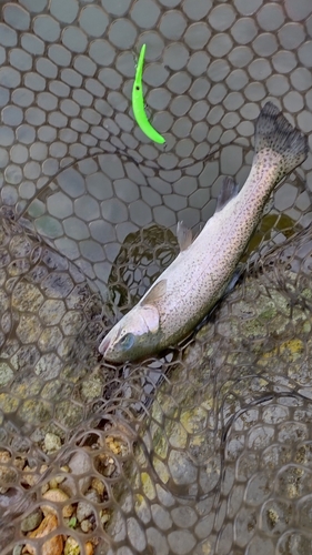 ニジマスの釣果