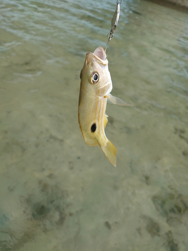 ヤマトビーの釣果