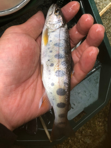 イワナの釣果