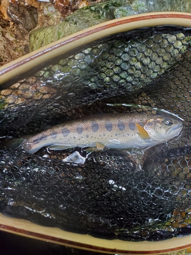 アマゴの釣果