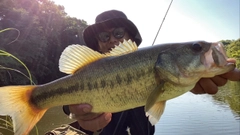 ブラックバスの釣果