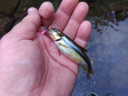 カワムツの釣果