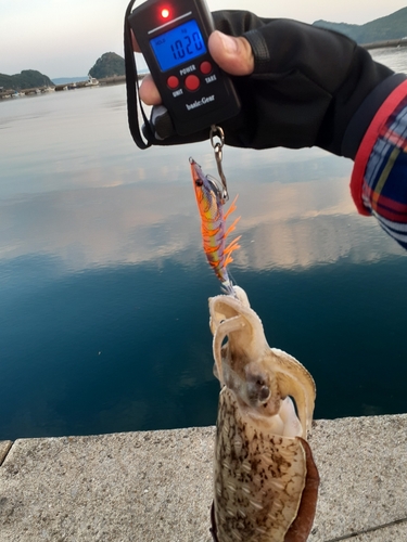 コウイカの釣果