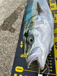 メジロの釣果