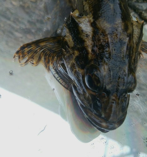 タケノコメバルの釣果