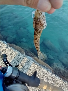 アナハゼの釣果