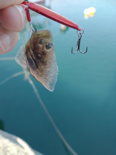 ヒラメの釣果