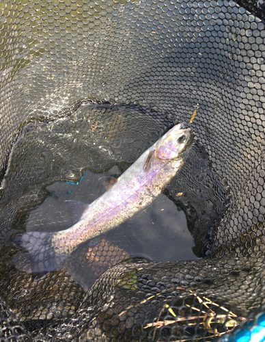 ニジマスの釣果