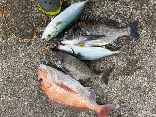 マダイの釣果