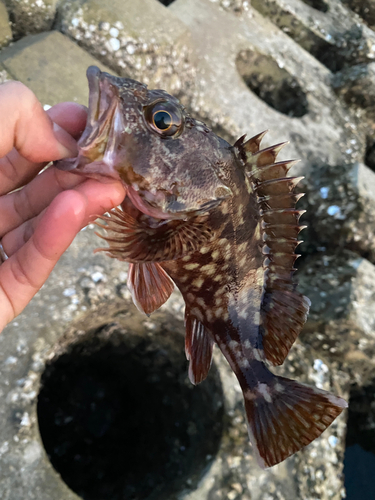 カサゴの釣果