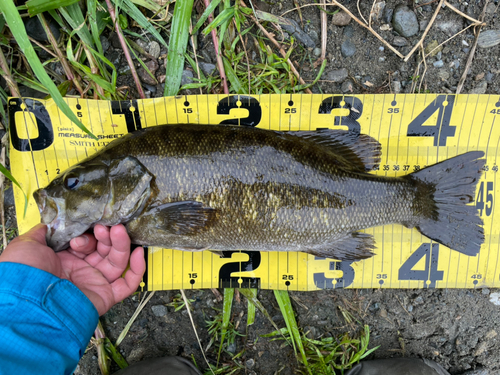 スモールマウスバスの釣果