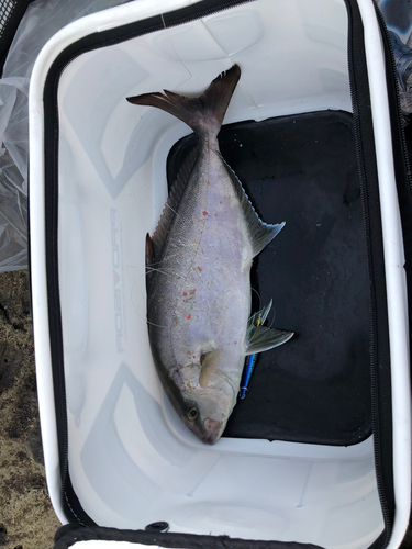 ショゴの釣果