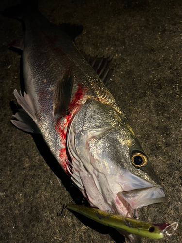 シーバスの釣果