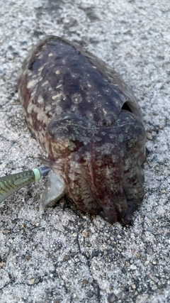 コウイカの釣果