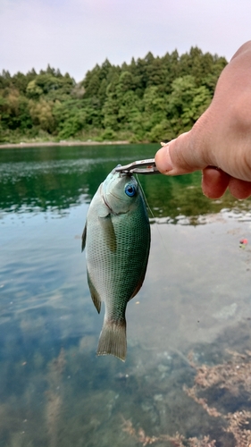 メジナの釣果