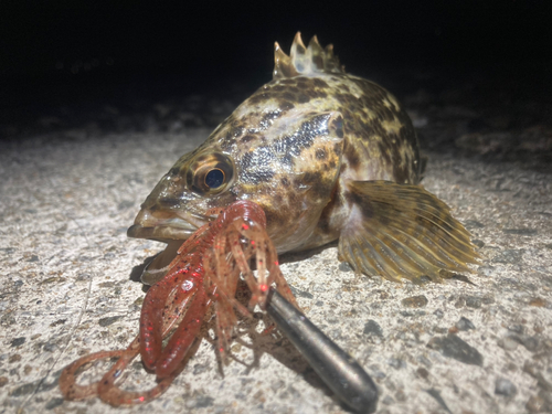 タケノコメバルの釣果