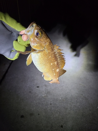 シマゾイの釣果