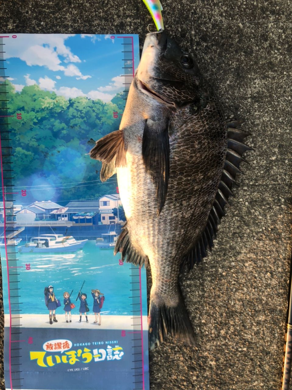 クロダイ・ソゲの釣果写真