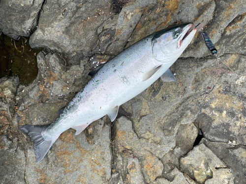 サクラマスの釣果