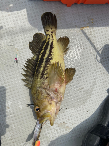 シマゾイの釣果