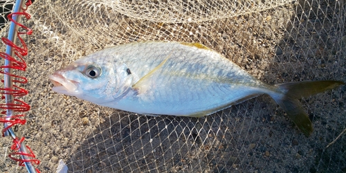 シマアジの釣果