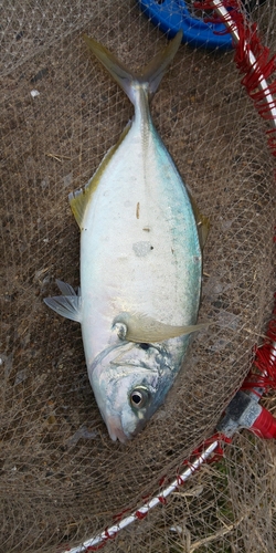 シマアジの釣果