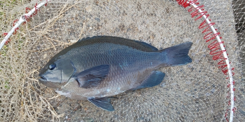 メジナの釣果