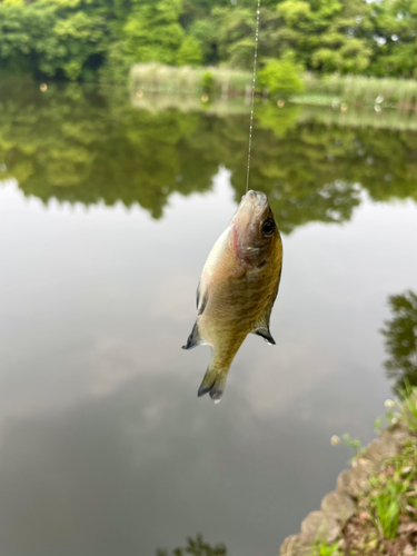 ブルーギルの釣果