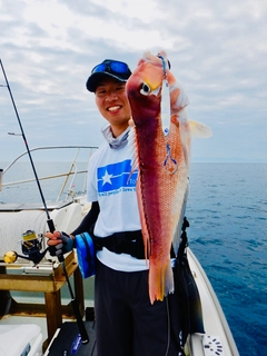 アマダイの釣果