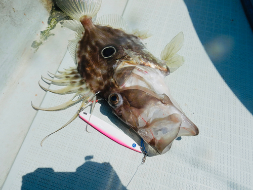 マトウダイの釣果