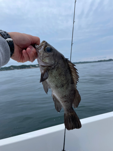 ソイの釣果