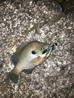 ブルーギルの釣果